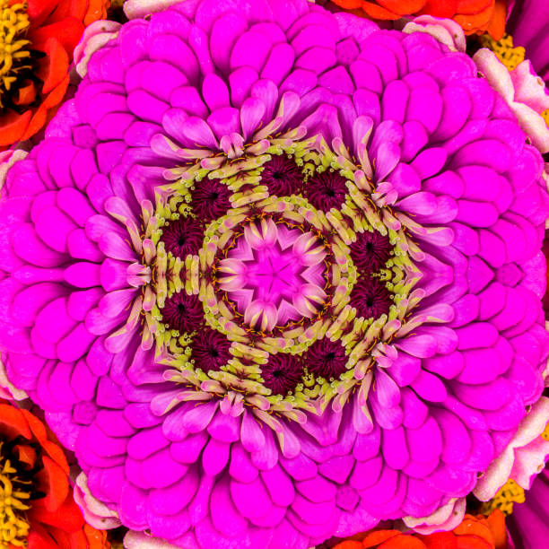 istock Purple  Zinnia Mandala 1133047709