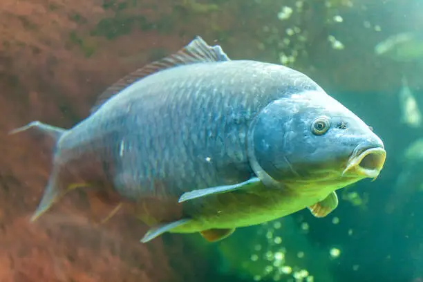 Photo of Freshwater fish carp (Cyprinus carpio