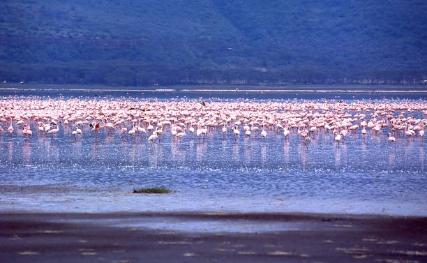Flamingos in shallow water of Lake Nakuru in Kenya Africa Flamingos in shallow water of Lake Nakuru in Kenya Africa lake nakuru national park stock pictures, royalty-free photos & images