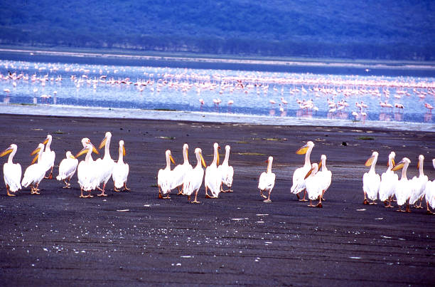 Flock of white pelicans on a beach at Lake Nakuru Kenya Africa Flock of white pelicans on a beach at Lake Nakuru Kenya Africa lake nakuru national park stock pictures, royalty-free photos & images