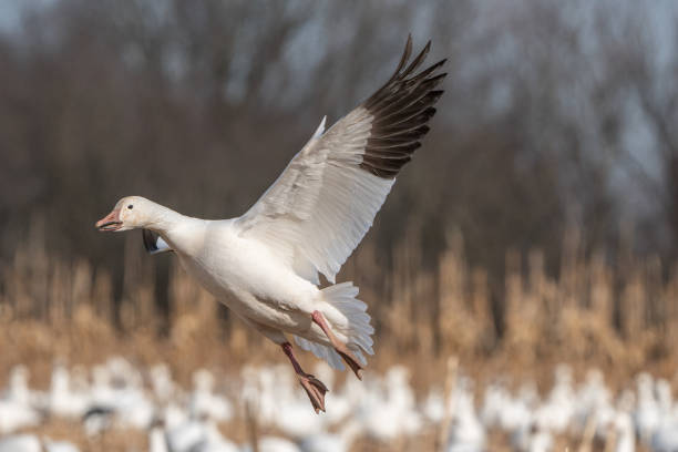istock Snow goose (chen caerulescens) landing in cornfield, on migration north. 1133048881