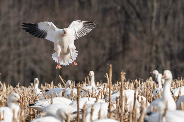 istock Snow goose landing in cornfield, on migration north, Lancaster, Pennsylvania. 1133048882