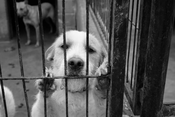 caged dog, with sad face