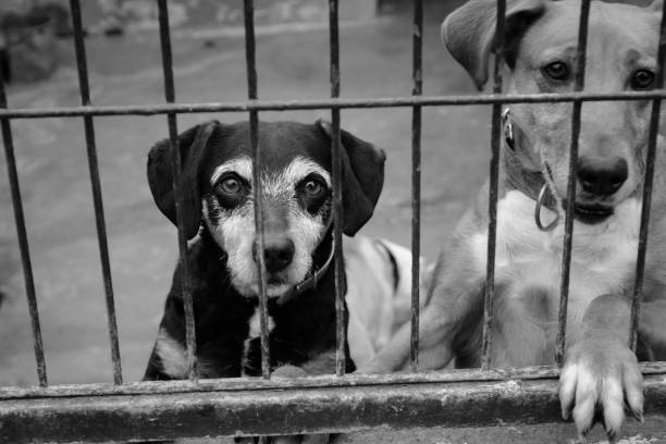 istock caged dog, with sad face 1133054615