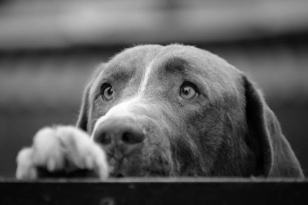 caged dog, with sad face stock photo