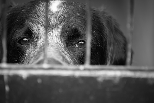 caged dog, with sad face