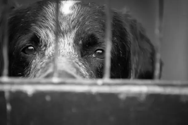 Photo of caged dog, with sad face