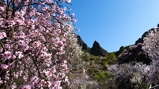 Blossoming almond trees in a valley of Gran Canaria, Spain