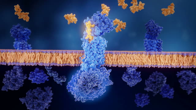 Monoclonal antibodies (red) being used to block the calcitonin gene-related peptide (CGRP) receptor (blue).Blocking the CGRP receptor reduces the number of migraine attacks.