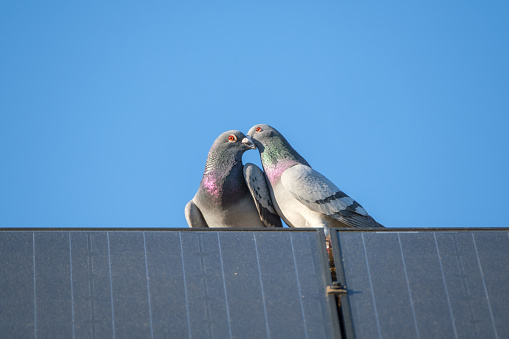 Two  pigeon lovers sitting on the edge of a solar panel on the top of the roof of a house and  a bright blue sky as background.