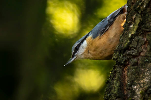 istock Eurasian or wood nuthatch bird (Sitta europaea) perched on a branch, foraging in a forest 1133058465
