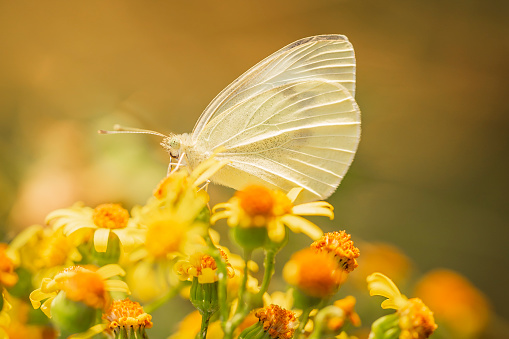 Closeup side view of a Pieris brassicae, the large white or cabbage butterfly pollinating on yellow ragwort flowers Jacobaea vulgaris