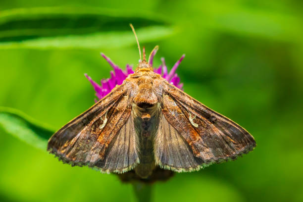 istock Day active Silver Y Autographa gamma moth pollinating on pink and purple thistle flowers 1133058497