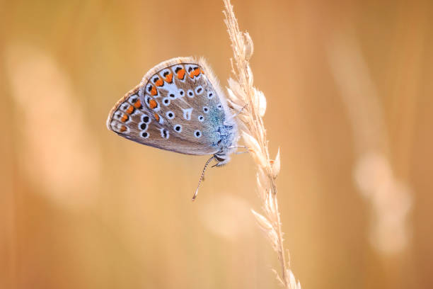 istock Common Blue butterfly, Polyommatus icarus resting in colorful sunset 1133058542