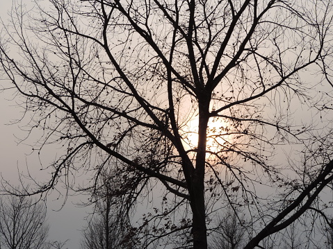 Image of tree branches at dusk and sunset view.