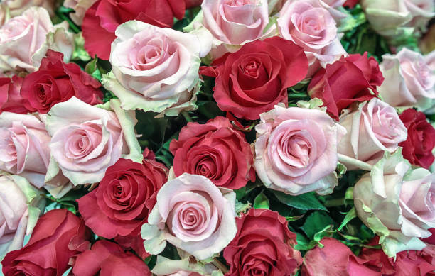 istock Floral background of roses 1133063836