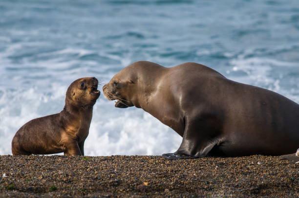 istock Mother and baby sea lion 1133064686