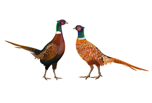 Two ring-necked pheasants Two male ring-necked pheasants. Vector illustration isolated on white background hot male drawing stock illustrations