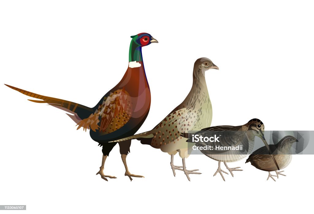 Game birds set Game birds set. Pheasants (cock and hen), woodcock, quail. Vector illustration isolated on white background Partridge stock vector