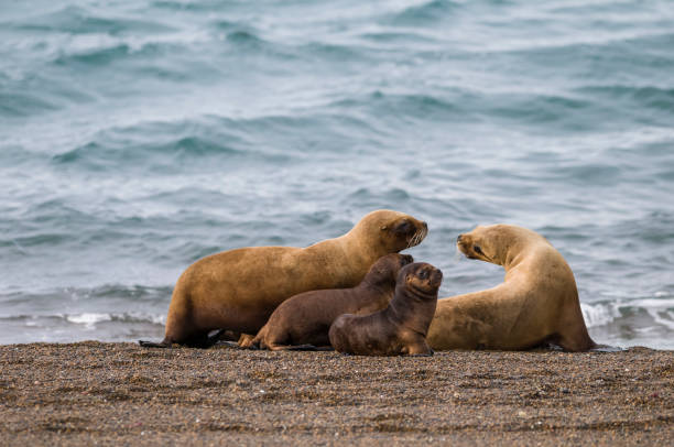 istock Mother and baby sea lion, 1133066146