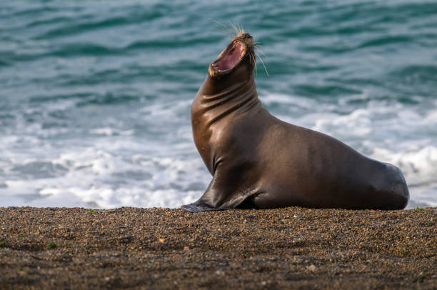 istock Mother  sea lion 1133066149