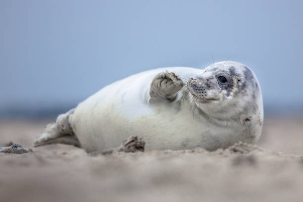 istock Lovely baby harbor seal 1133066944