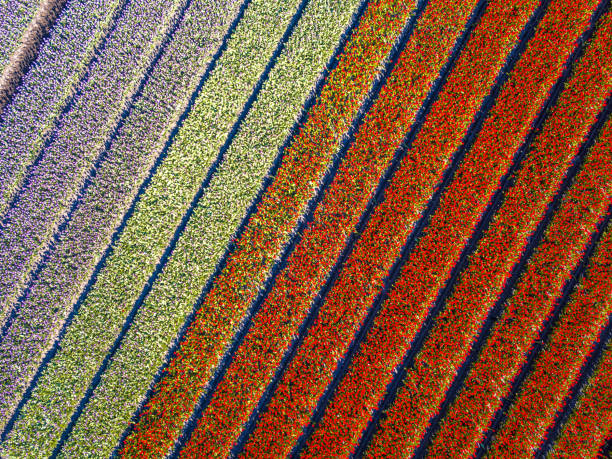 istock Aerial view Tulip field 1133067083