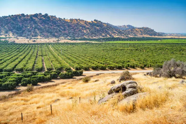 Stock photograph of orange orchards near Bakersfield, California, USA on a sunny day.