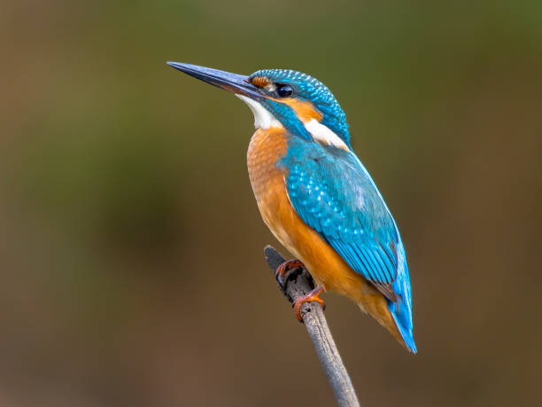 istock European Kingfisher 1133070396