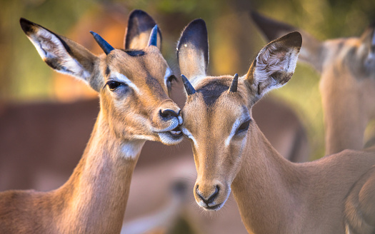 Impala (Aepyceros melampus) two animals grooming sweetly in Kruger National park, South Africa