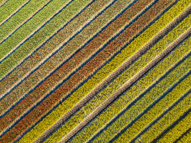 istock Aerial view Tulip field 1133070508