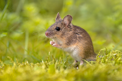 Wood mouse standing straight (Apodemus sylvaticus) in green moss natural environment and looking in the camera