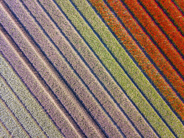istock Aerial view Tulip field 1133070720