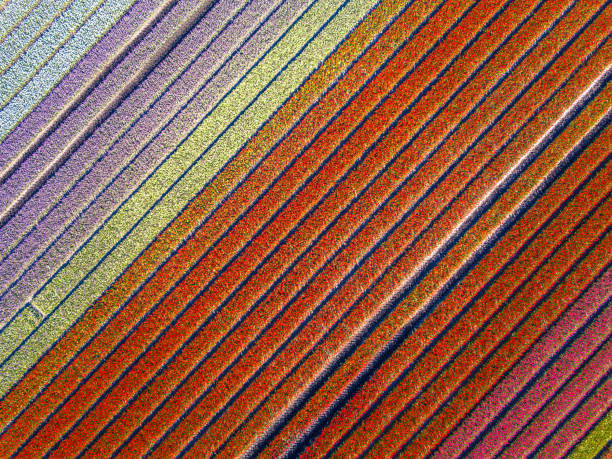 istock Aerial view Tulip field 1133070780