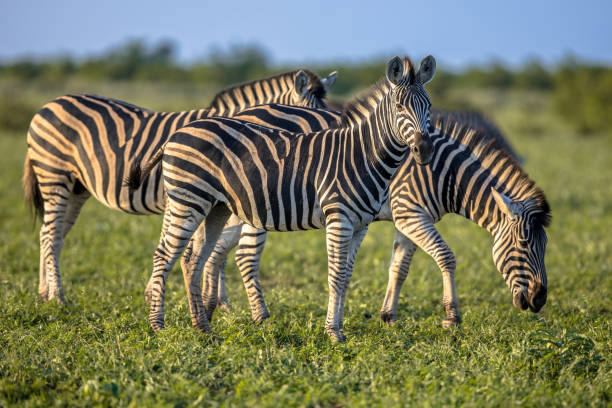 Three Common Zebras foraging on savanna Three Common Zebras (Equus quagga) foraging in bushveld savanna of Kruger national park South Africa in bright colors bushveld photos stock pictures, royalty-free photos & images