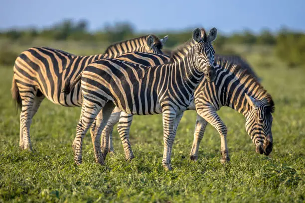 Three Common Zebras (Equus quagga) foraging in bushveld savanna of Kruger national park South Africa in bright colors