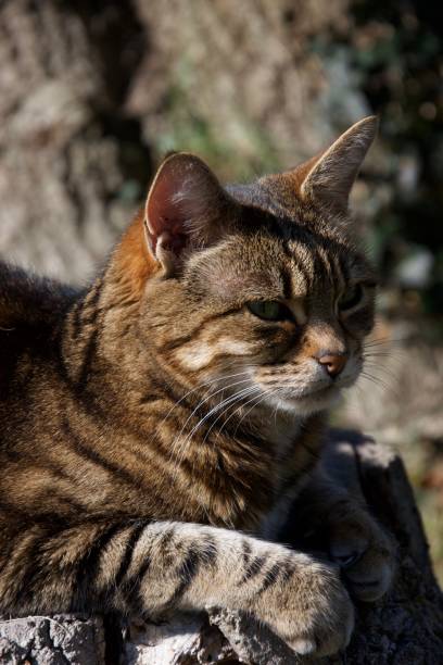 istock Brown striped cat sitting on a tree stump outdoors in sunlight 1133071478