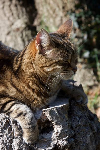 istock Brown striped cat sitting on a tree stump outdoors in sunlight 1133071482
