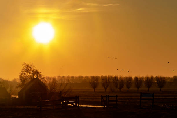 paisagem rural holandesa no nascer do sol da manhã adiantada que cria silhuetas com a parte traseira iluminada - travel nature back lit rural scene - fotografias e filmes do acervo