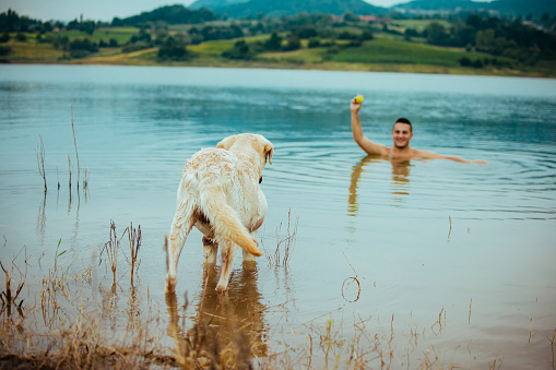 A wet golden retriever walks along the riverbed in nature. Portrait of a dog on a sunny day on the sand near the water. Wet yellow lab after bath in river.