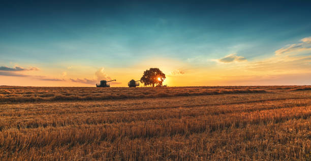 istock Combine harvester machine working in a wheat field at sunset. Lonely tree 1133073465