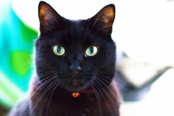 istock Hypnotic Green Cat Eyes 1133075064