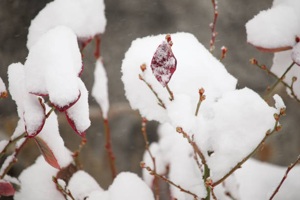 istock Blueberry Buds In The Snow 1133075316