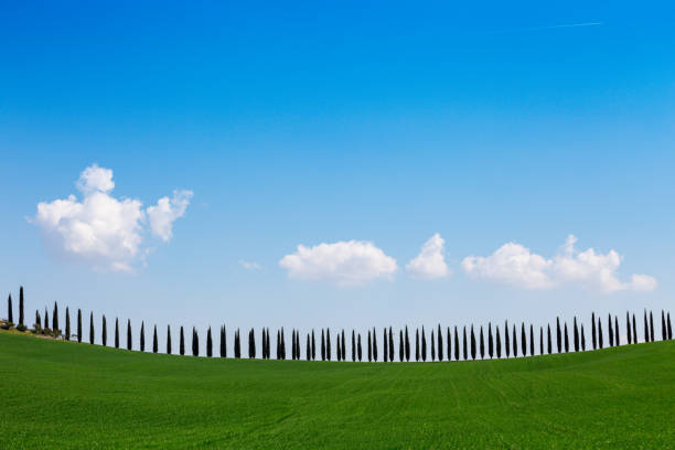 typowy toskański krajobraz - widok na willę na wzgórzu, aleję cyprysową i dolinę z winnicami, prowincję siena. toskania, włochy"n - tuscany italy tree cypress tree zdjęcia i obrazy z banku zdjęć