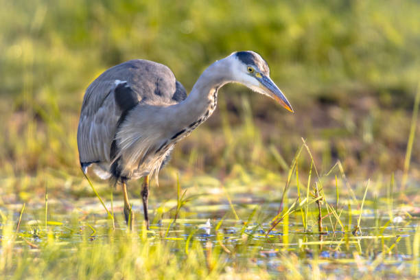 istock Grey heron hunting in wetland 1133077110