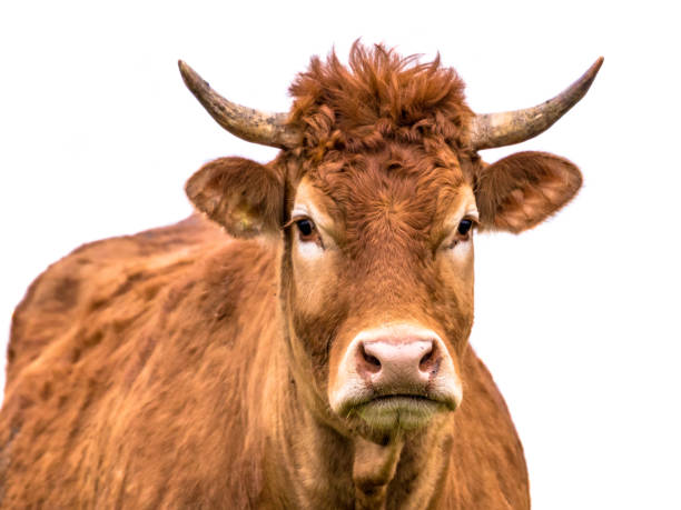 istock Funny cow close up portrait 1133077124