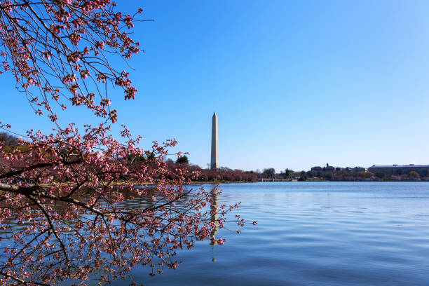 istock Washington Monument from Tidal Basin with Cherry blossoms in foreground, Washington DC 1133077959