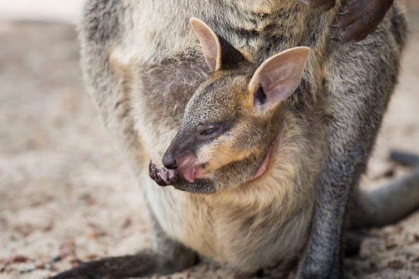 istock Baby Wallaby in Pouch 1133082028