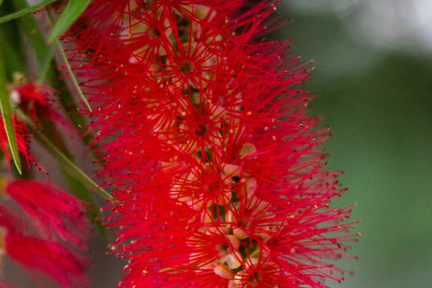 istock closeup of great red flower on de garden, Space for text - macro 1133084370