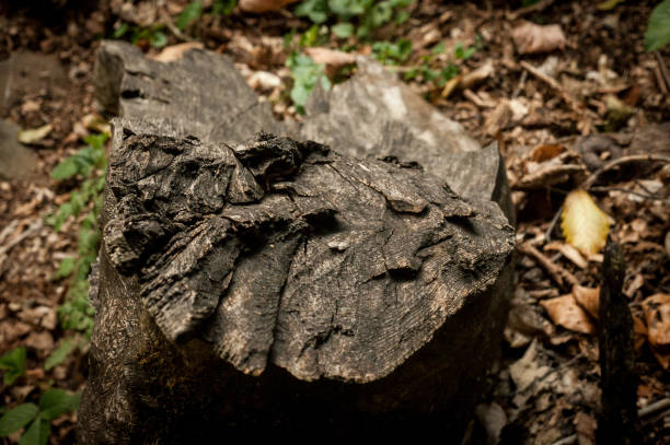 istock Tree stump in a bright and green coniferous forest or Charred tree stump in the forest with blurred background. 1133084930